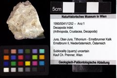 Foto (Objket + Etiketten) von Decapoda indet. 